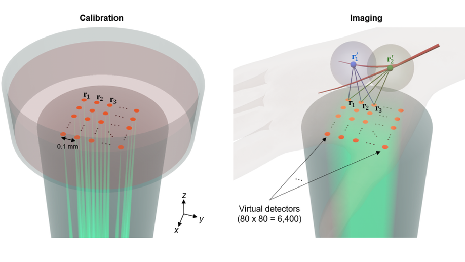 Ultrafast longitudinal imaging of haemodynamics via single-shot volumetric photoacoustic tomography with a single-element detector